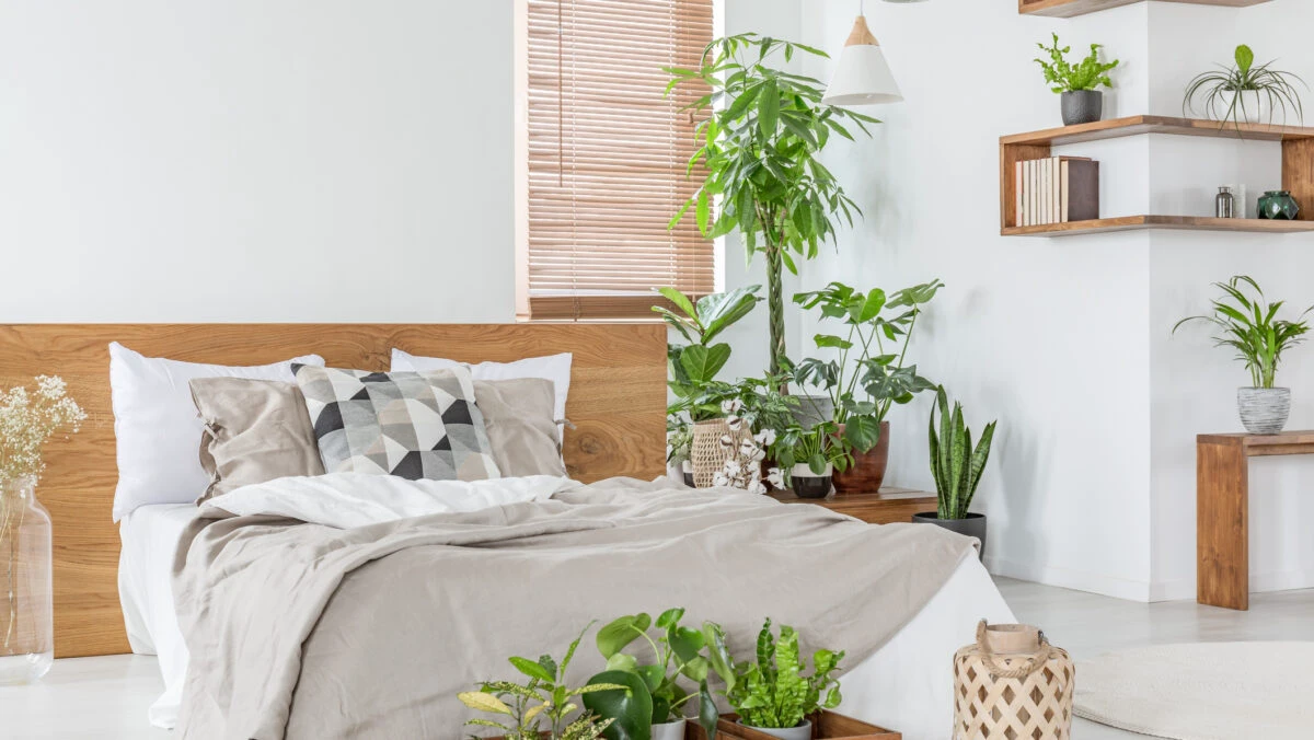 Plantele interzise în dormitor. Sunt toxice și-ți vor afecta somnul