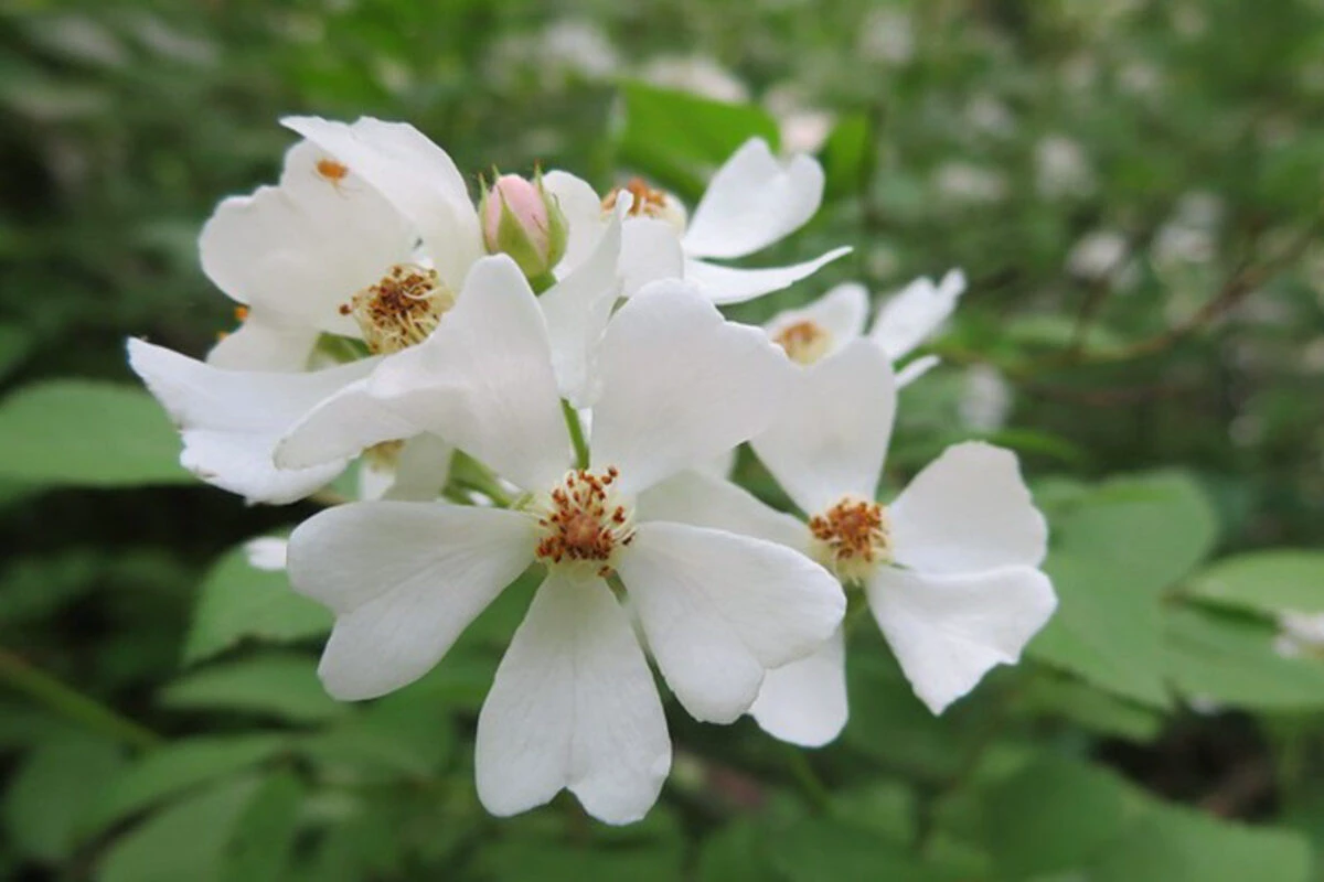 Rosa multiflora