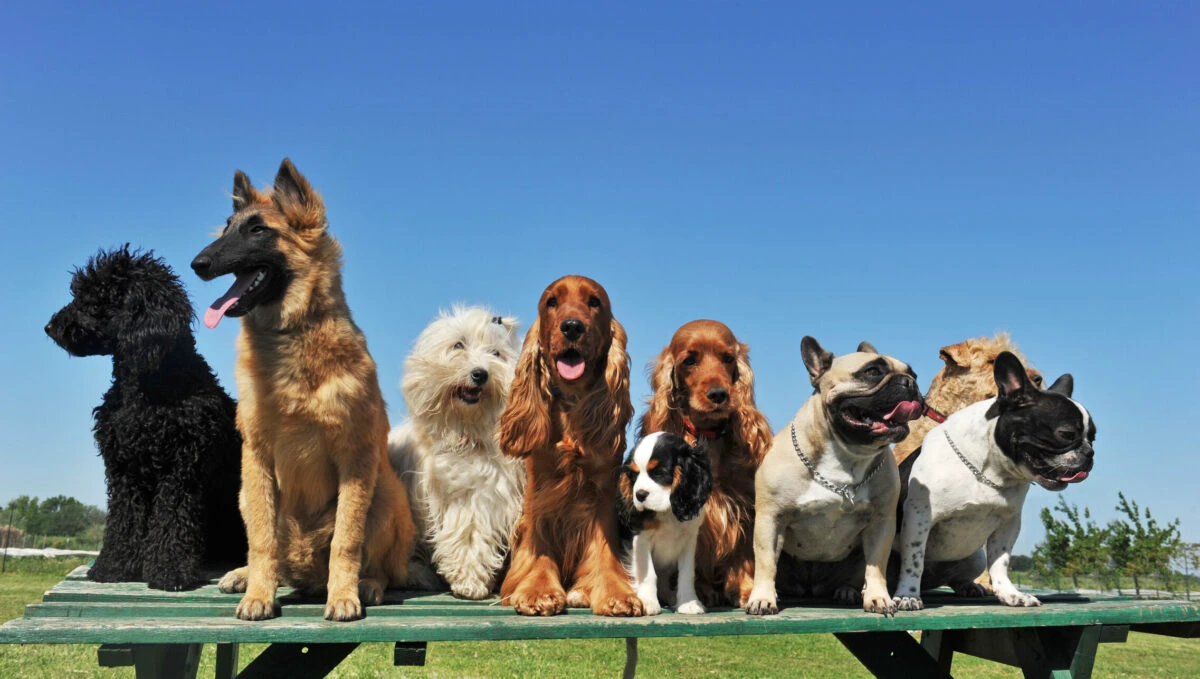 Taxă pentru stăpânii de câini. Asigurarea anuală e obligatorie