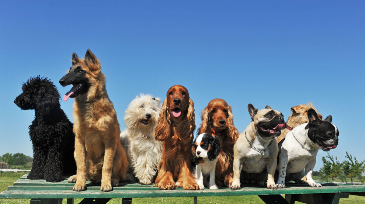 Obligatoriu pentru stăpânii de animale! E lege. Se dau amenzi de până la 2.400 de lei