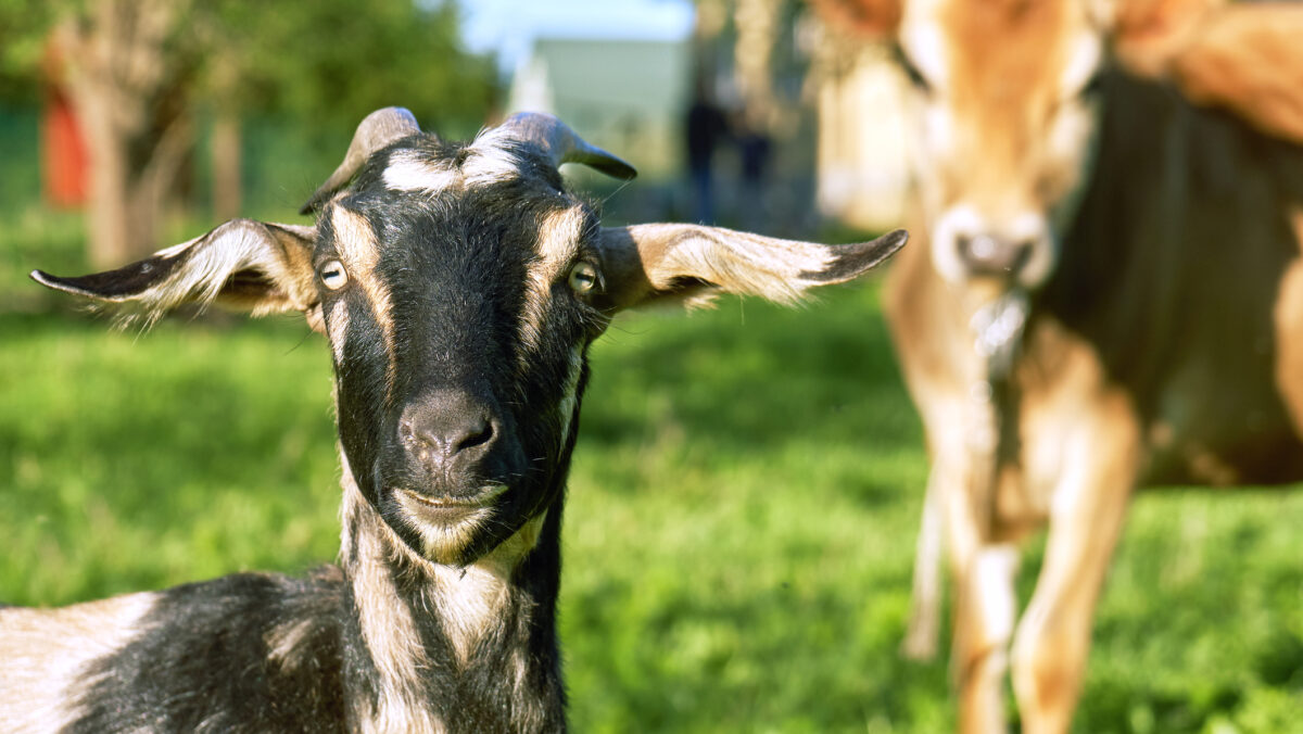Cum arată capra cu gust de vacă? Este „made in România”, creată la Constanța
