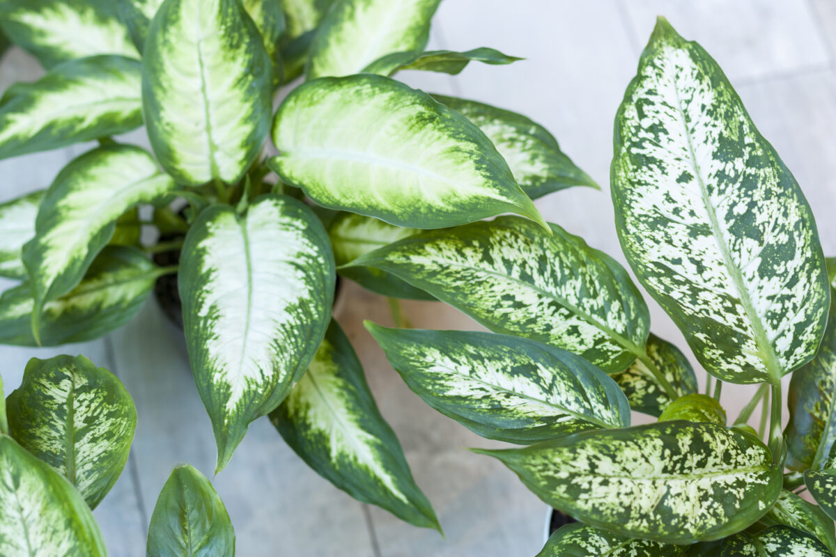 dieffenbachia