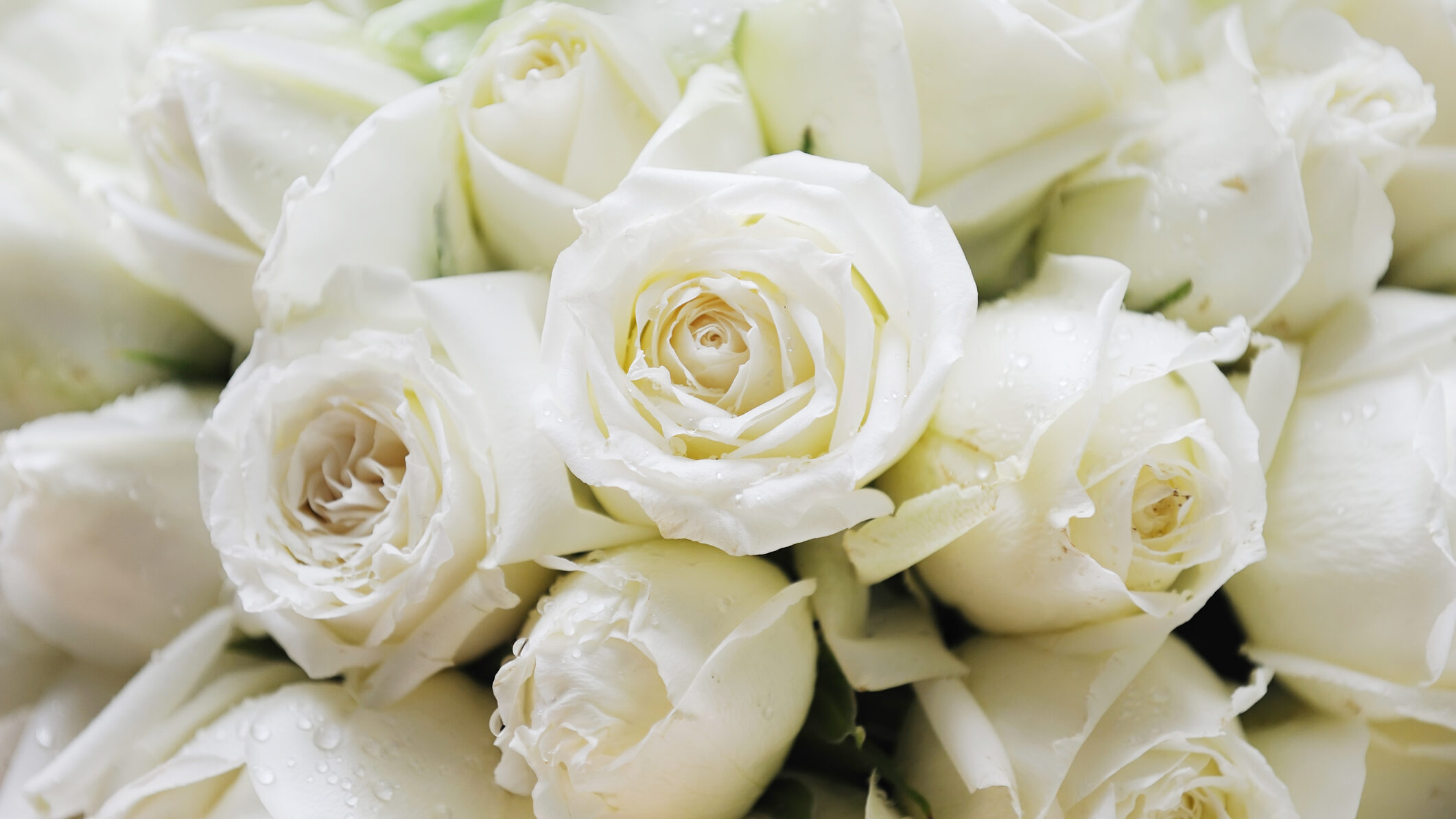 flori, trandafiri albi, 1 martie, martisor