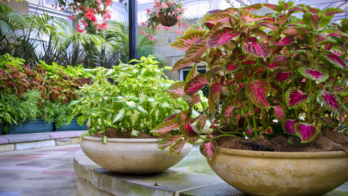 Plantele de apartament care ne pot scăpa de praf sau acarieni. Respiră din nou aer curat