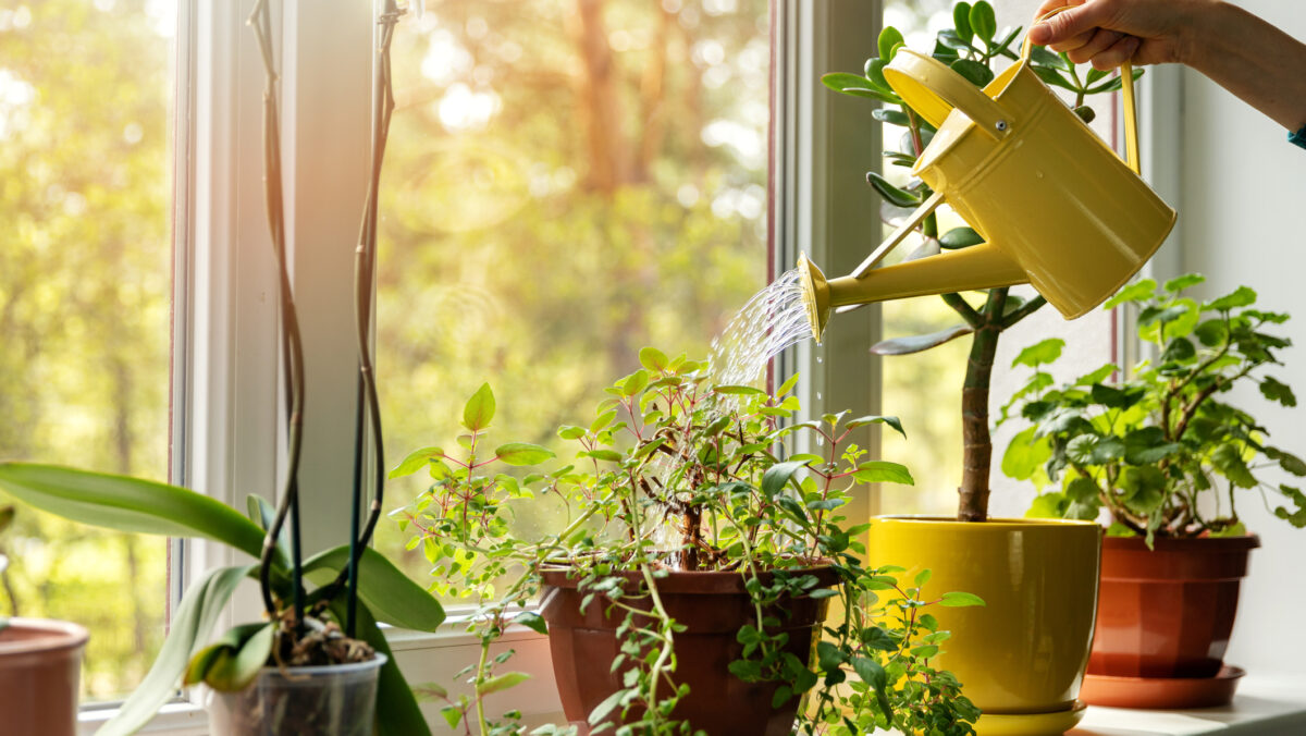 Plantele de apartament care te salvează de mucegai. Trebuie neapărat să le ai în casă