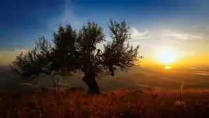 Temperaturi record în România. ANM a anunțat o vreme anormală în luna februarie