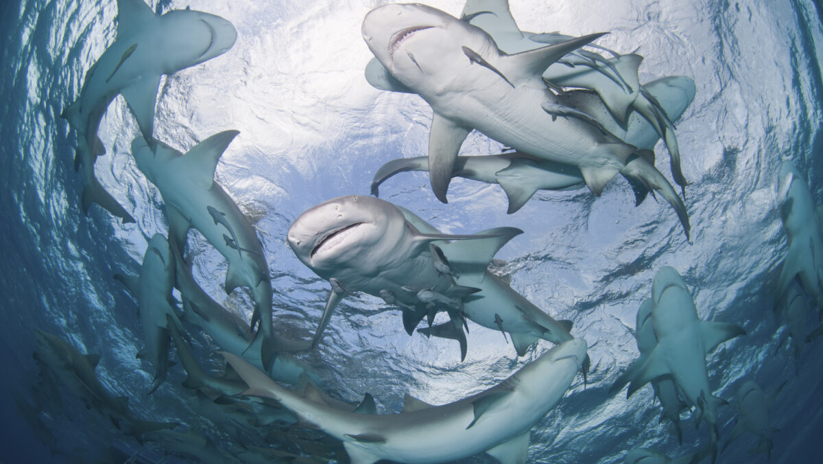 Crește numărul de rechini din Marea Neagră. Un exemplar a fost văzut în Portul Constanța