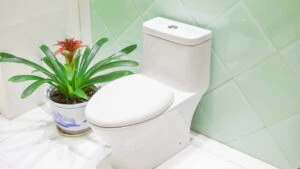toaletă, WC, plantă