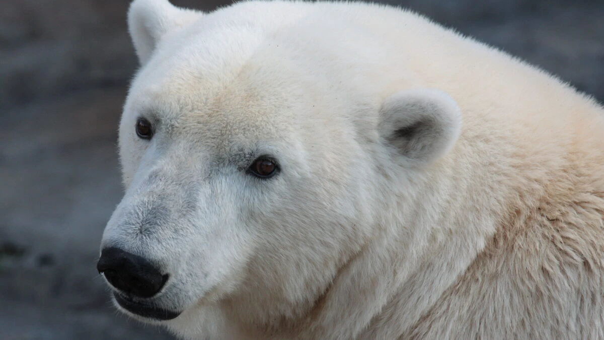 Ursul polar adormit pe un aisberg, premiu pentru fotografie. Ce poză a avut şi un român finalist