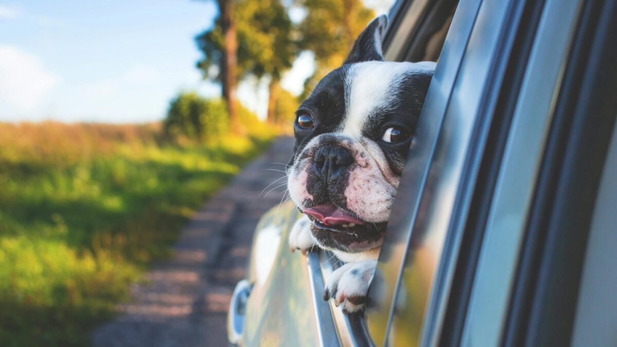 Lege pentru șoferii care conduc cu câinele în mașină. Proprietarii sunt obligați