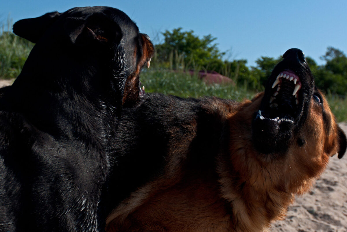 Obligatoriu pentru posesorii de câini din România! Ce trebuie să știe cei care au aceste rase