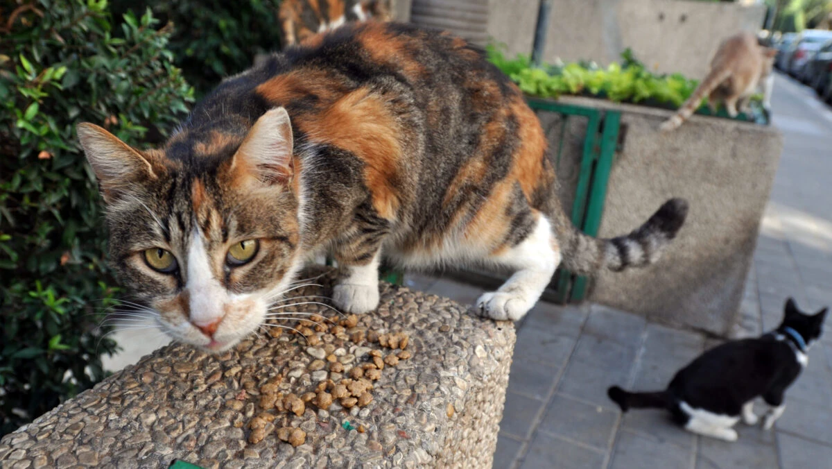 Lege pentru posesorii de pisici din România. Anunțul final privind obligațiile românilor