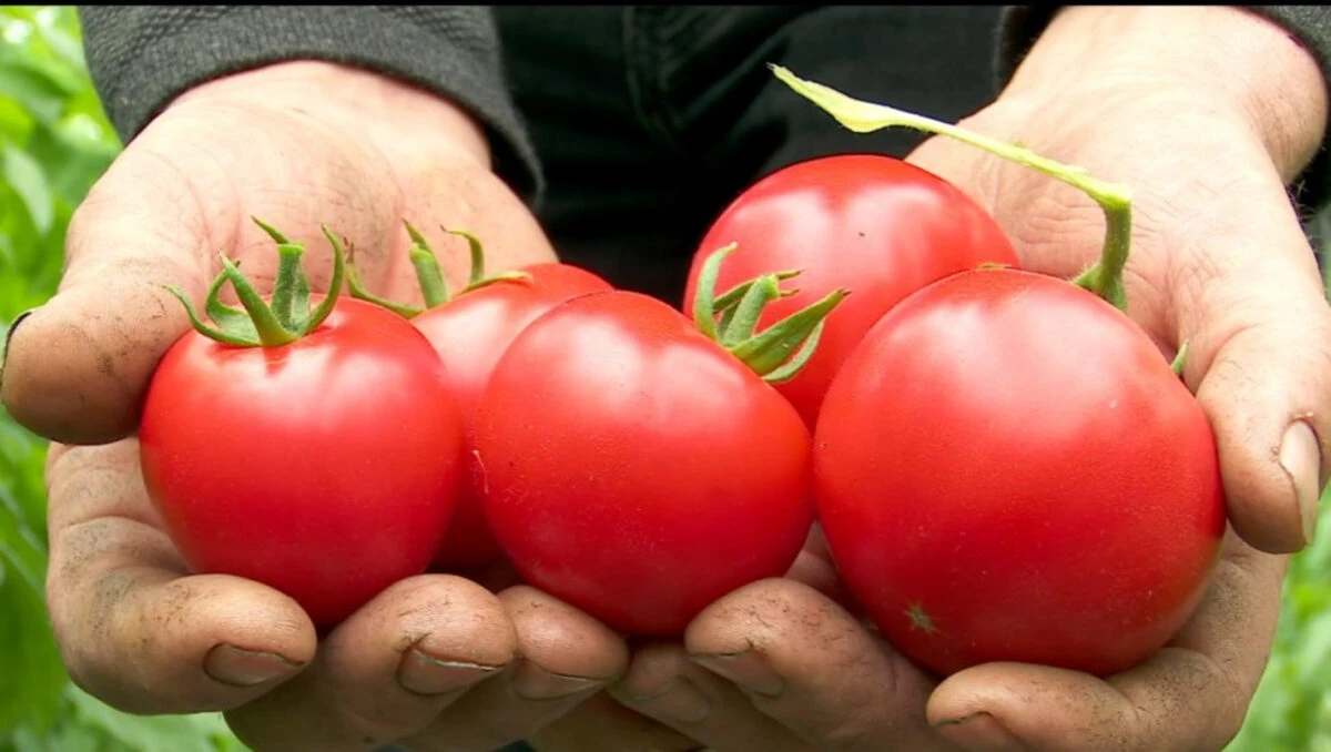 7 motive pentru care planta de tomate se ofilește. Cele mai frecvente greșeli cu roșiile din grădină