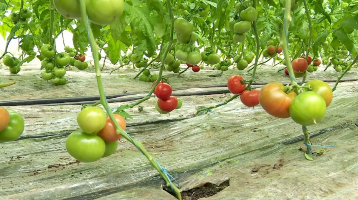Informație pentru cei care stau la curte. Secretul pentru cei care cultivă roșii în grădină