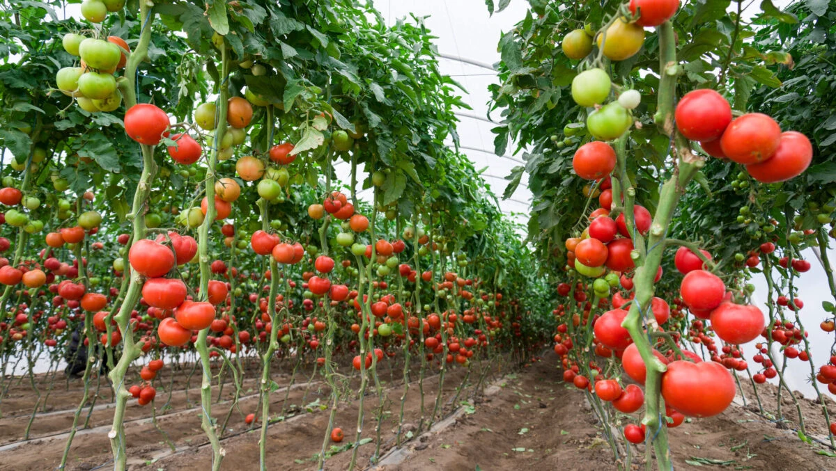 Cum să preveniți putregaiul cenușiu, o boală comună a plantelor de tomate