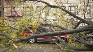 copac căzut peste mașină, furtună, vânt puternic, vijelie