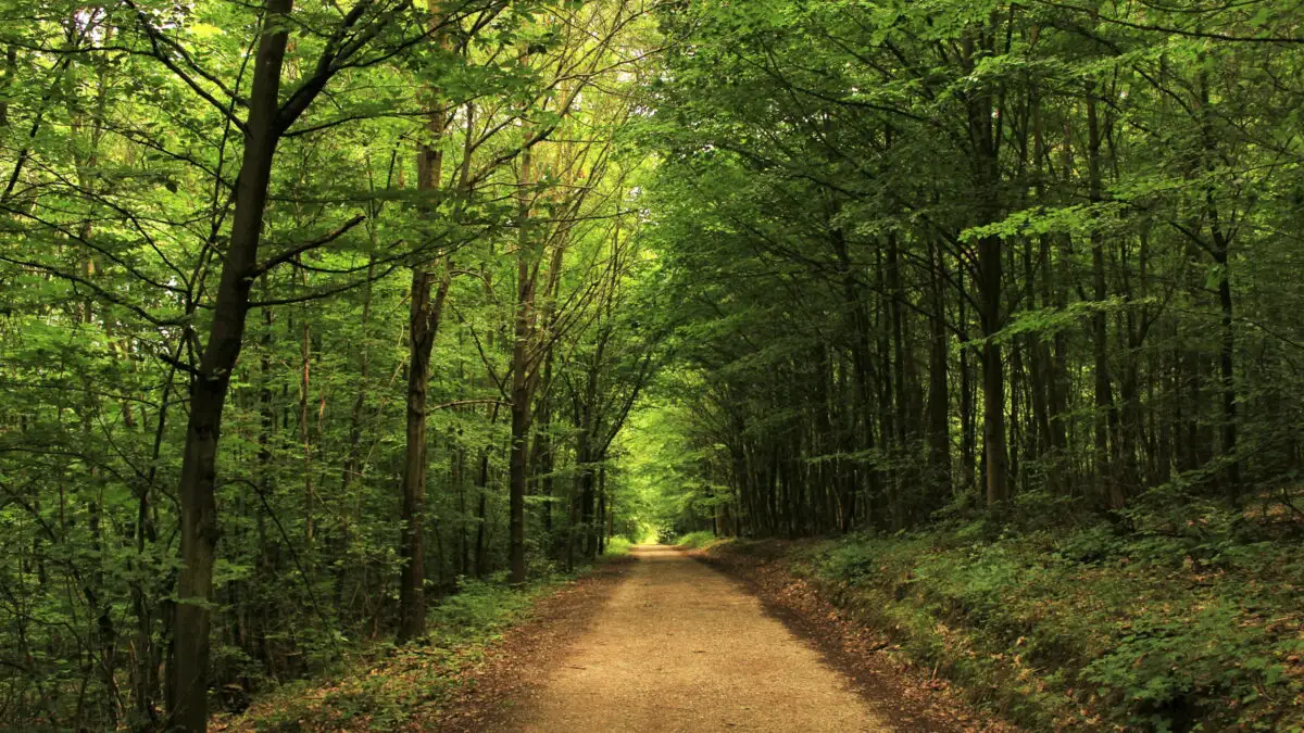 Padure Cu Rau Apare un nou parc natural. Va fi o nouă pădure lângă București
