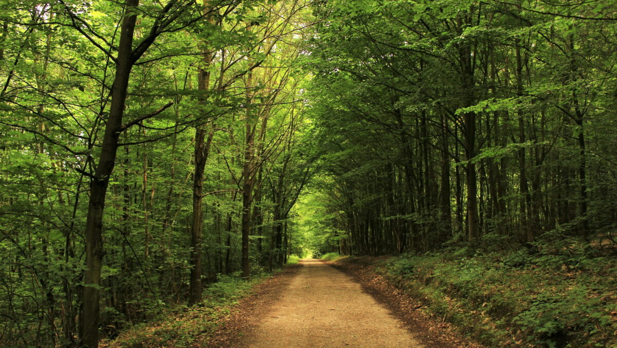 România va avea un nou parc natural. Apare o nouă pădure, chiar lângă București