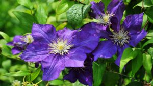 Clematis