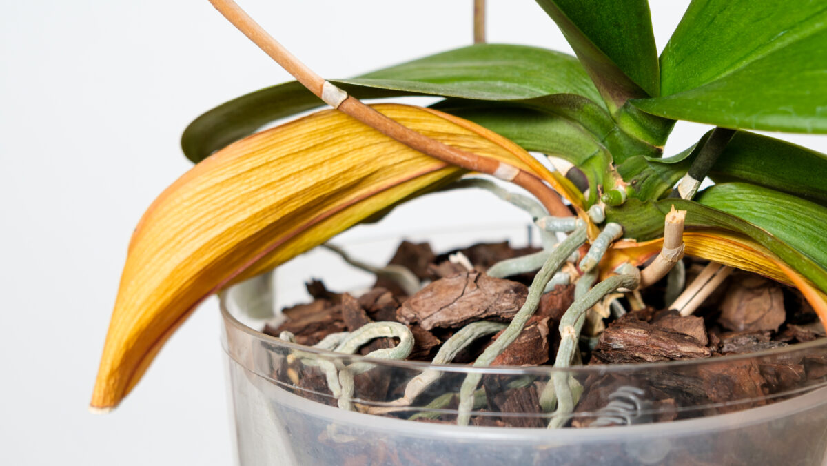 De ce se îngălbenesc frunzele orhideelor. Greșelile care îți strică grădina de apartament