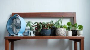 plante de apartament vă pot răcori casa