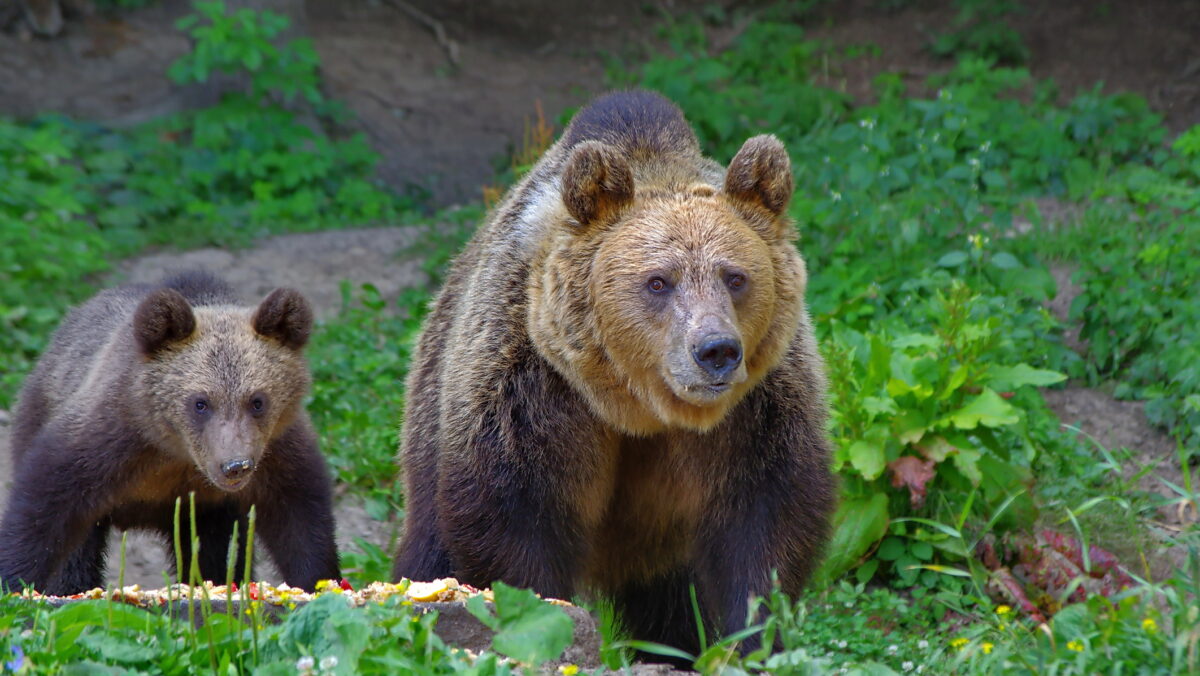 Urșii care „cerșesc” pe Transfăgărășan vor fi relocați. Min. Mediului: Suntem la un pas de o tragedie