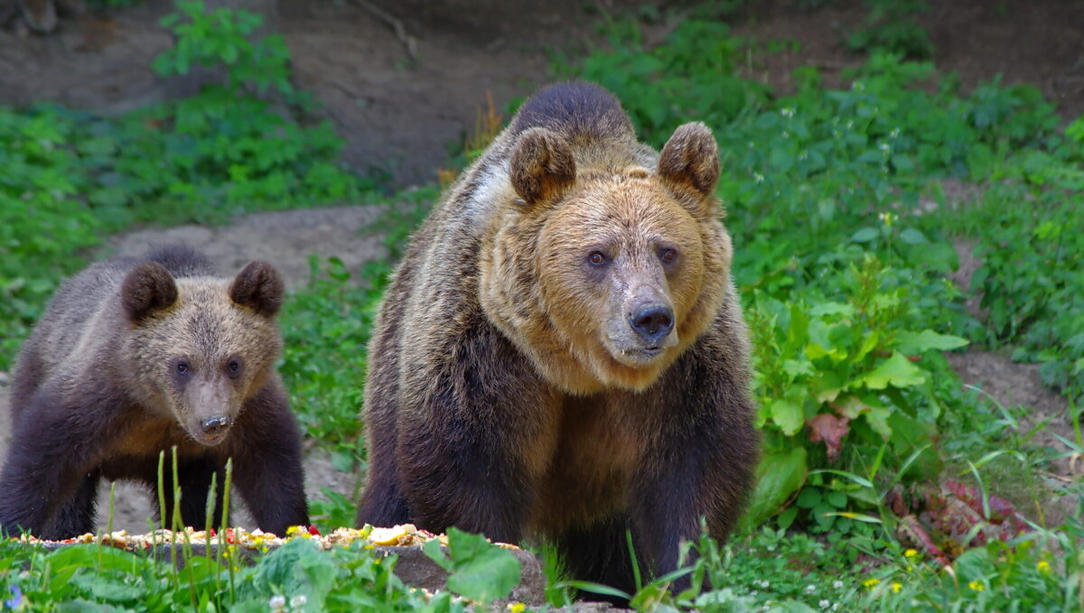 Urșii care „cerșesc” pe Transfăgărășan vor fi relocați. Min. Mediului: Suntem la un pas de o tragedie