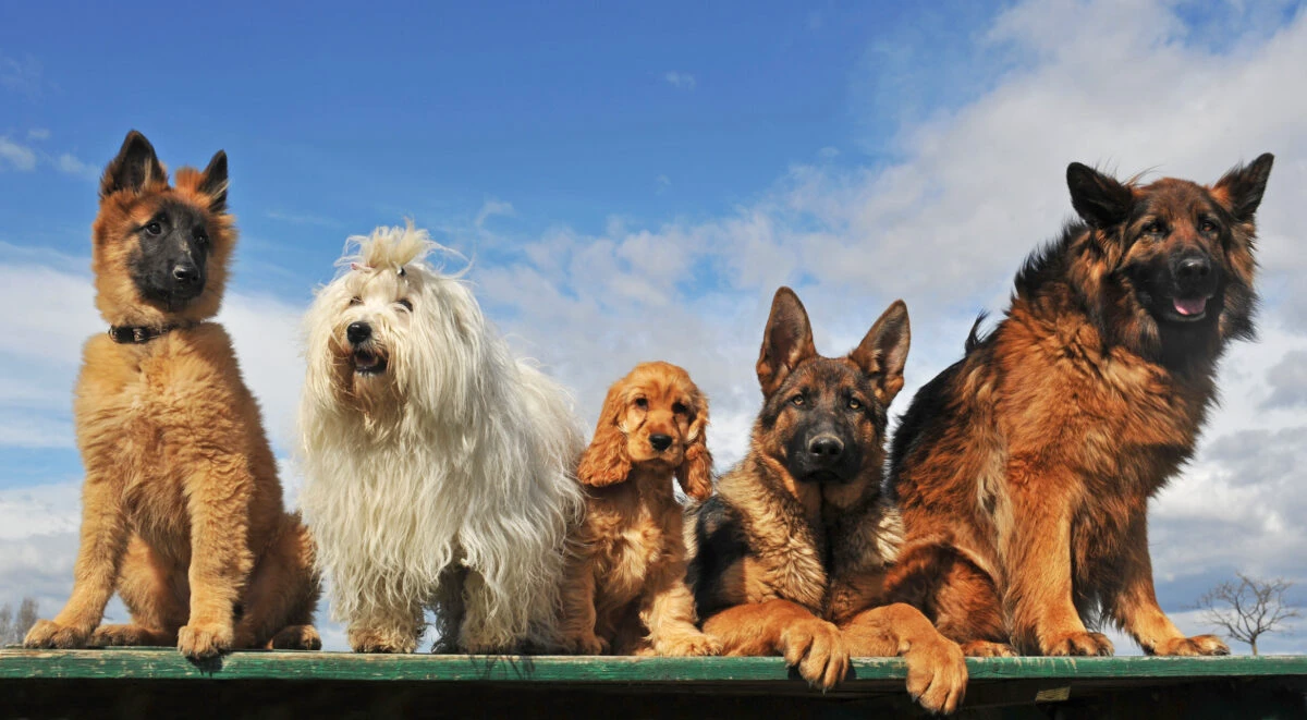 Rasa de câine interzisă prin lege. Ți-l eutanasiază, dacă nu respecți. Se aplică din 1 octombrie