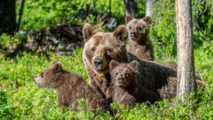 ursi ursoaica cu pui