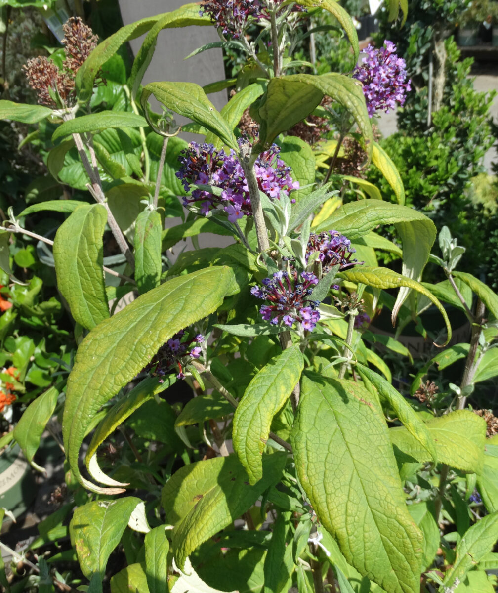 buddleja-davidii