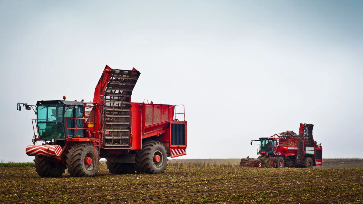 Cel mai mare producător de zahăr din Republica Moldova, afectat de secetă. Pierderi uriașe