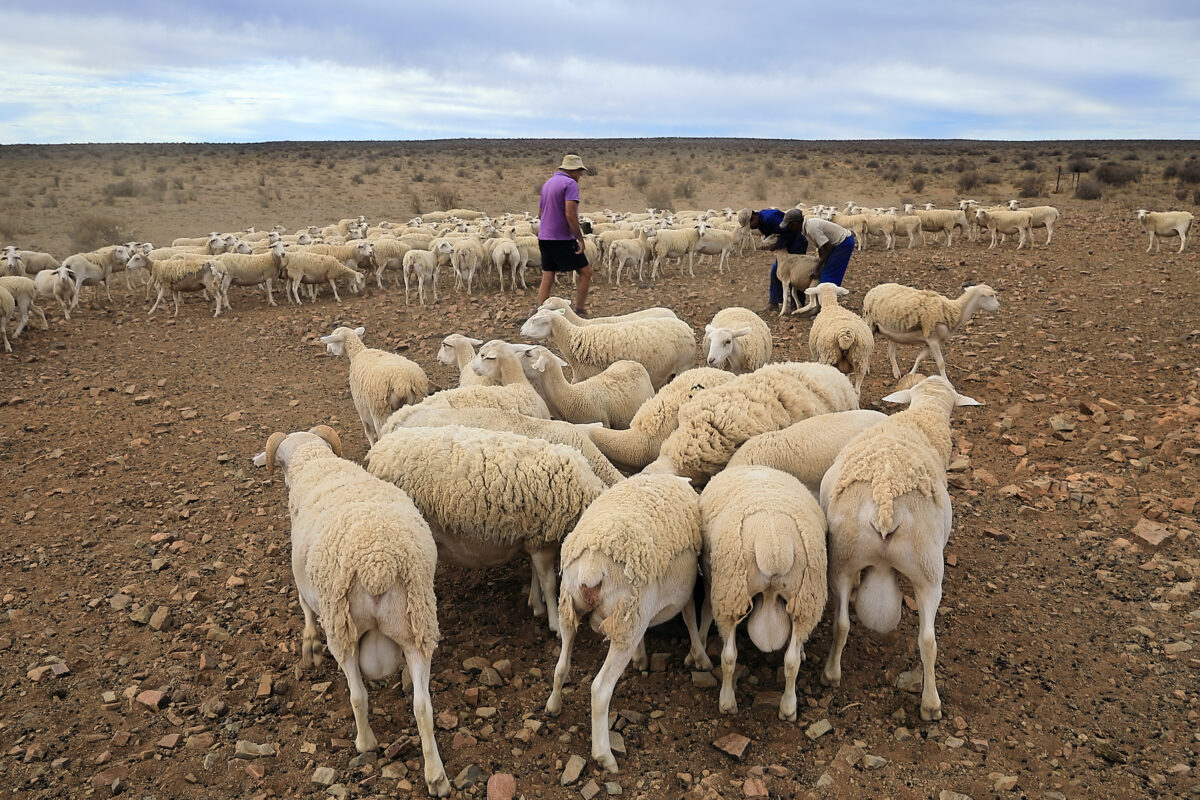 oi fermieri ovine