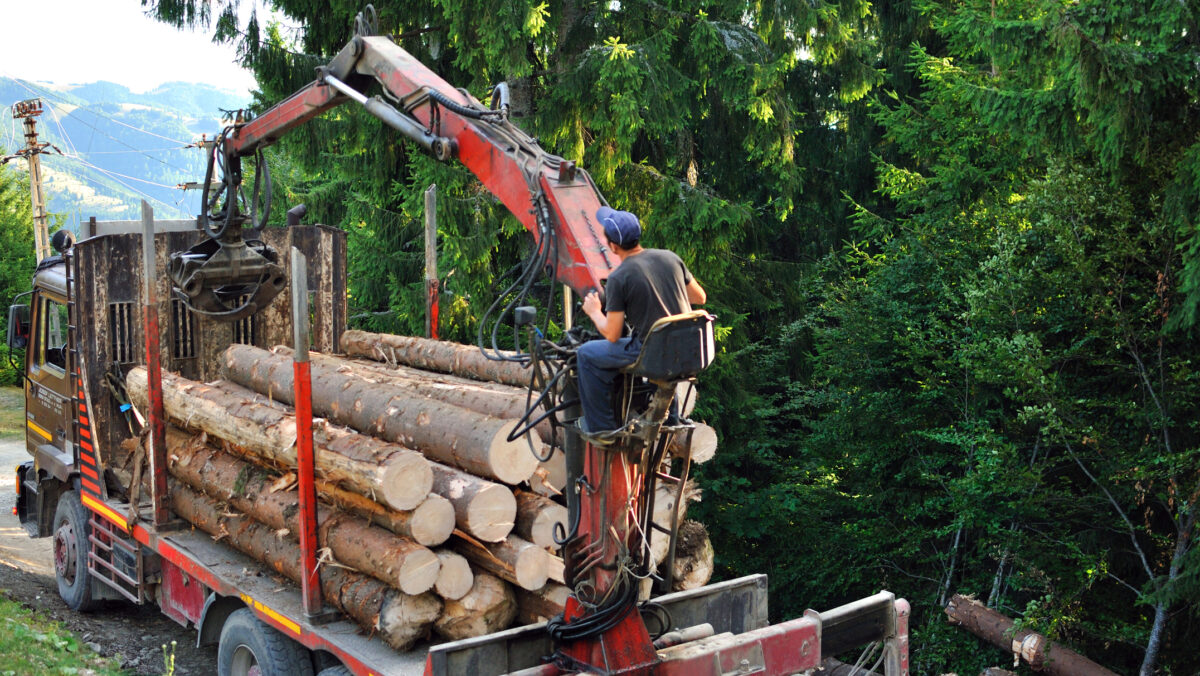 transport de lemne, lemn, lemne de foc, defrisari ilegale