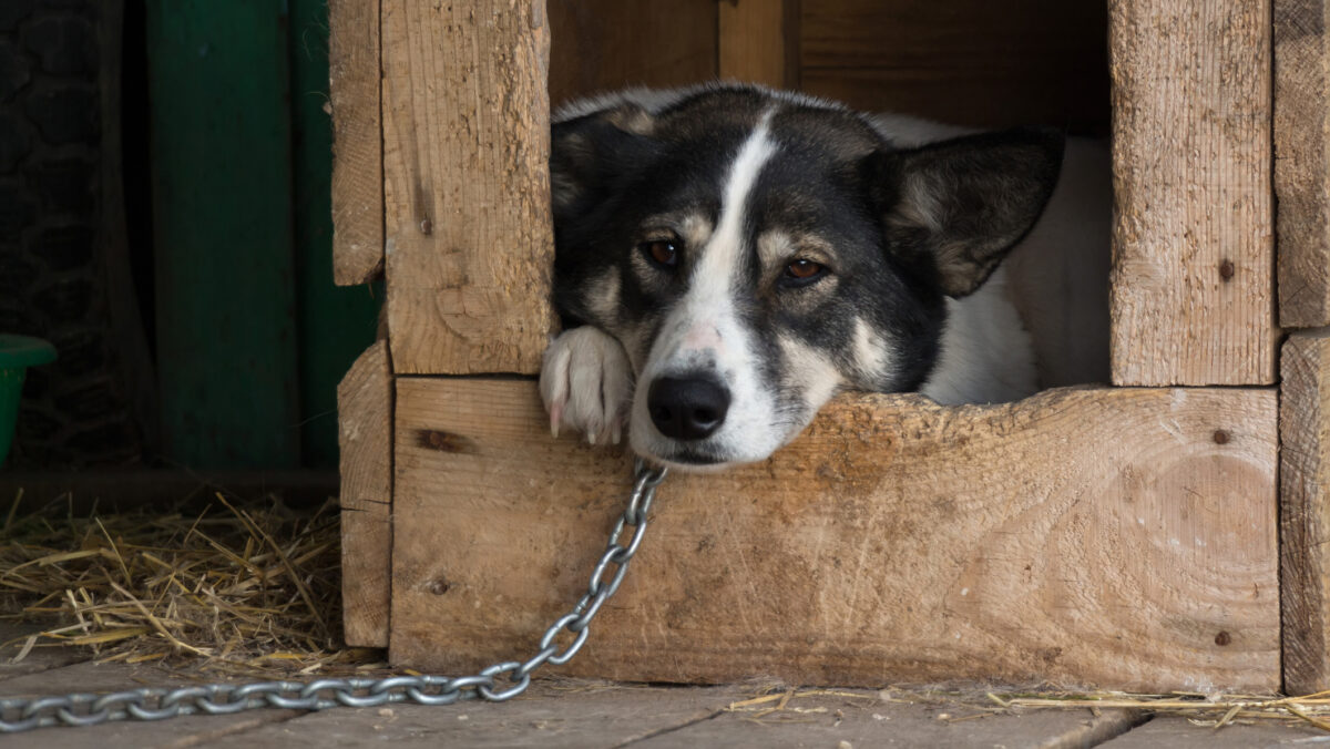 Protecția Animalelor, mesaj pentru proprietarii de câini: Dezlegați-vă câinii. Numai așa se pot salva, în caz de inundații. Lanțul înseamnă moarte