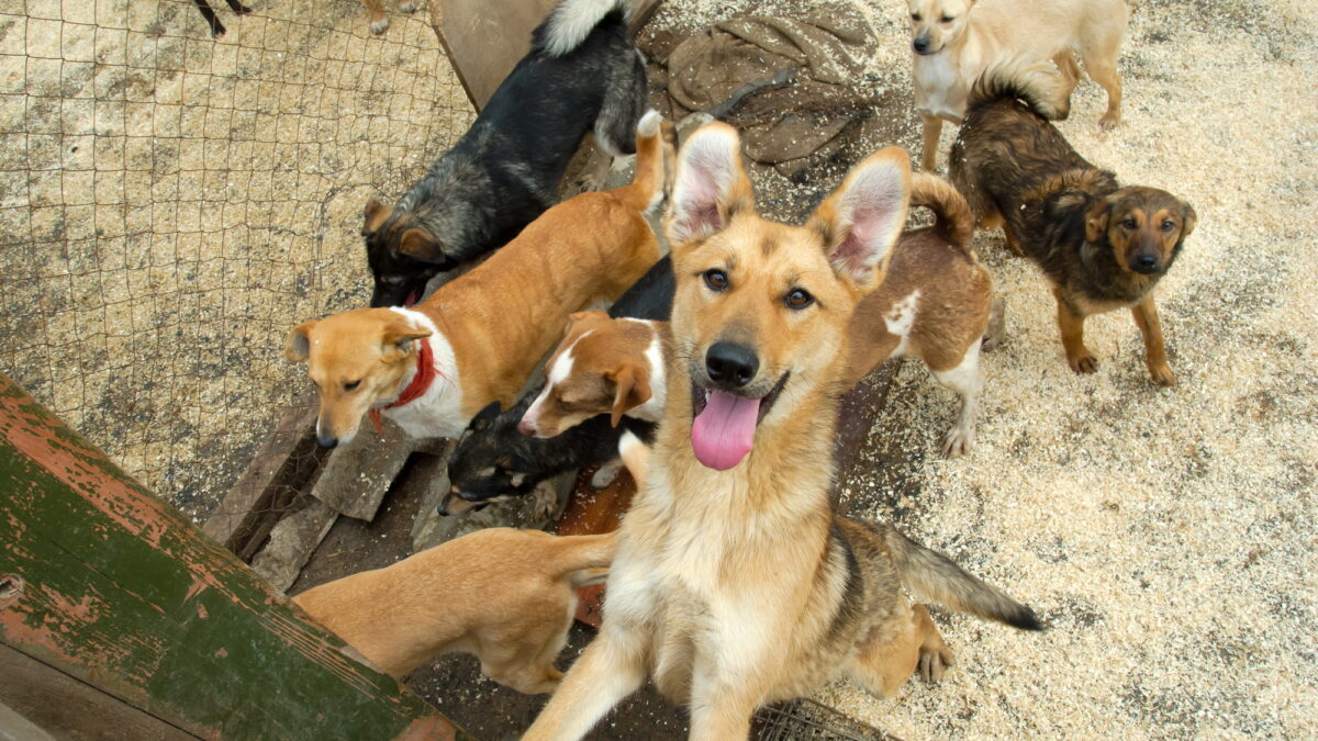 Se dă lege în România pentru câinii fără stăpân. Motiv de bucurie pentru toți iubitorii de animale