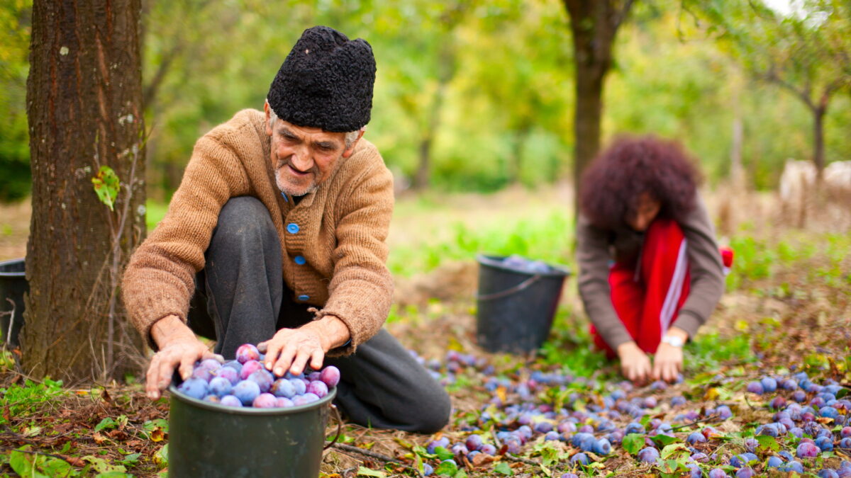 Sfaturi pentru o recoltă mai mare și mai bună de prune. Ce recomandă experții