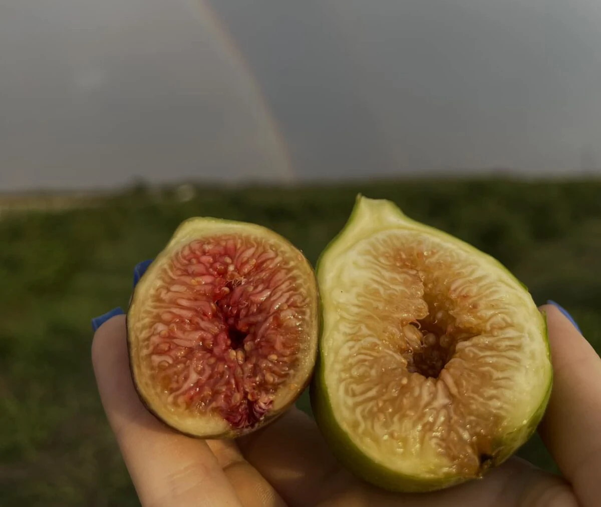 Afacere de la zero cu… zero lei. Cum s-a ajuns de la doi pomi la o Livadă cu smochini