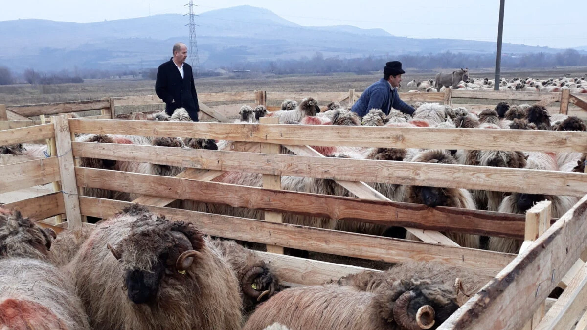 Preşedintele Asociaţiei Crescătorilor de Ovine ”Dacia” a fost arestat preventiv