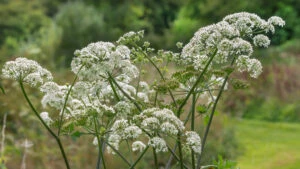 planta brânca ursului