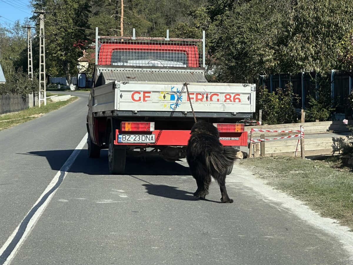 câine legat de remorca mașinii, județul Buzău