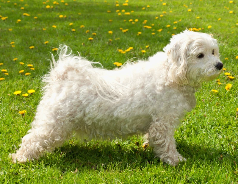 Bichon maltez