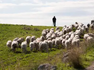Lovitură pentru oierii din România după interdicția impusă de UE:. 100.000 de familii de ciobani trăiesc din asta