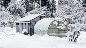 gradina iarna, casa la curte, copaci