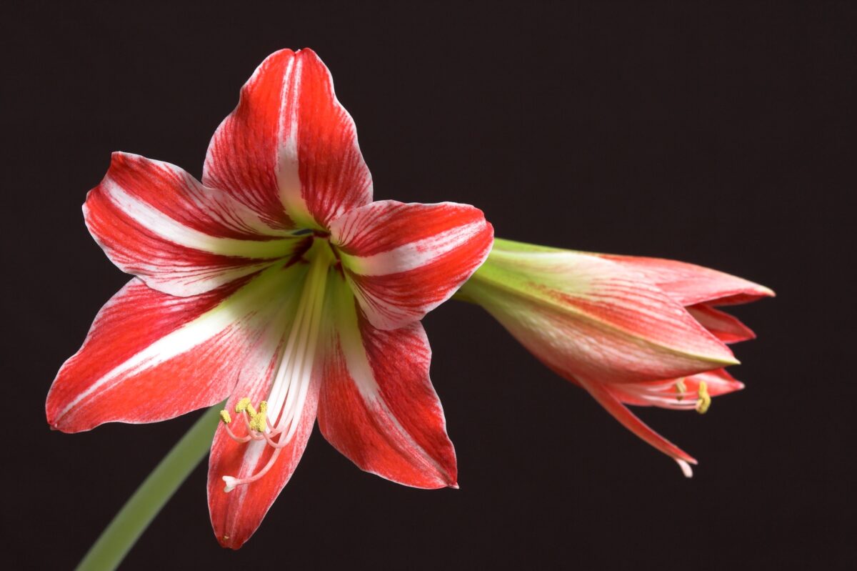 Amaryllis