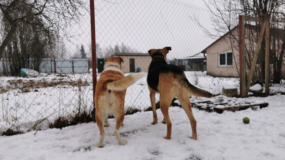 Obligatoriu pentru stăpânii de câini. Se înregistrează de urgență. Lege oriunde în România