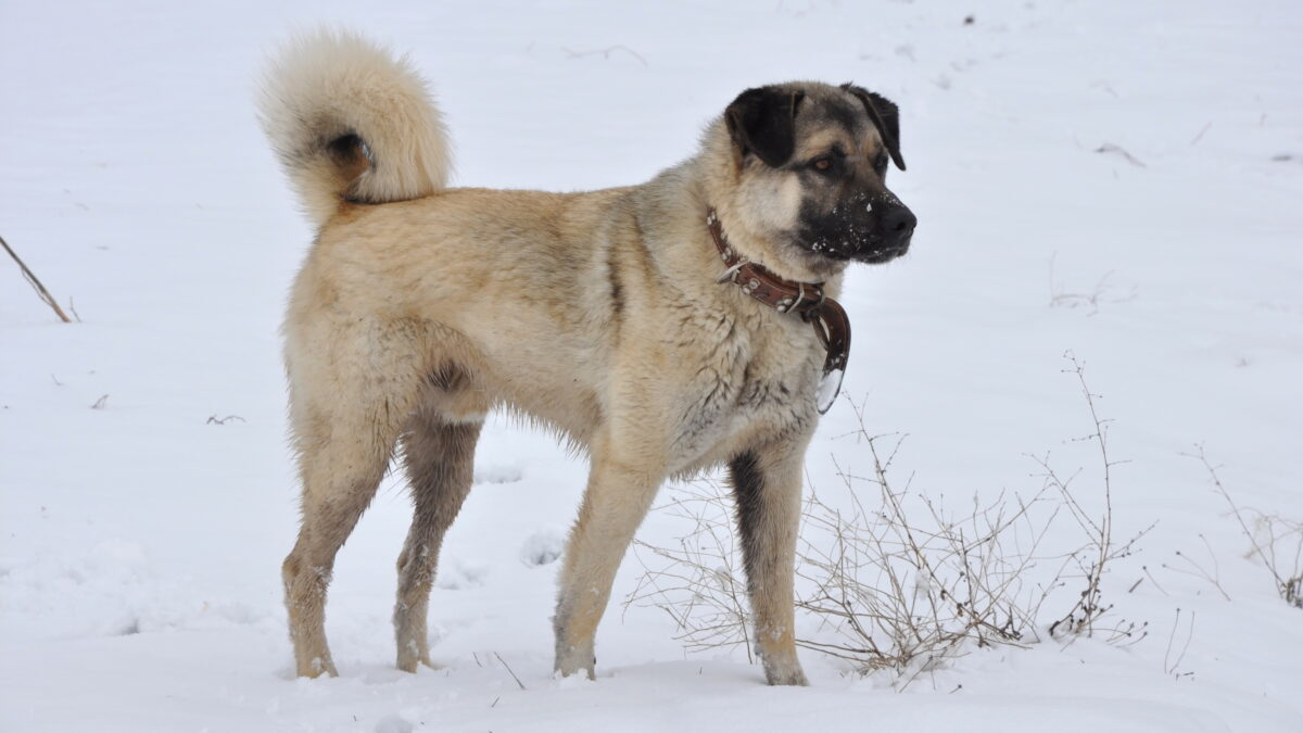 caine rasa kangal