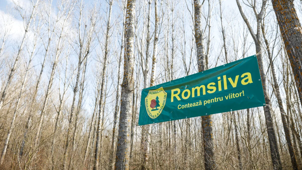 Diana Buzoianu impune ritmul reformei: Romsilva, primul front al confruntării cu sistemul