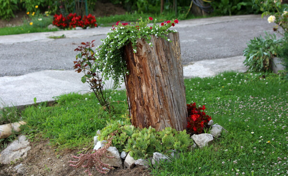 buturuga in gradina