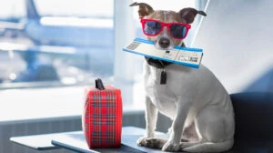vacanță animale, animale de companie, pasaport animale
