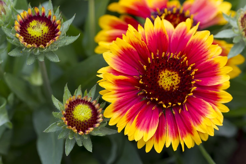 gaillardia